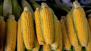 Is Corn Good For Diabetes
